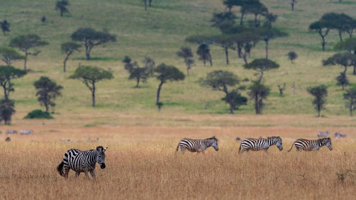 Archivo - Cebras en el Parque Nacional Serengueti, en Tanzania