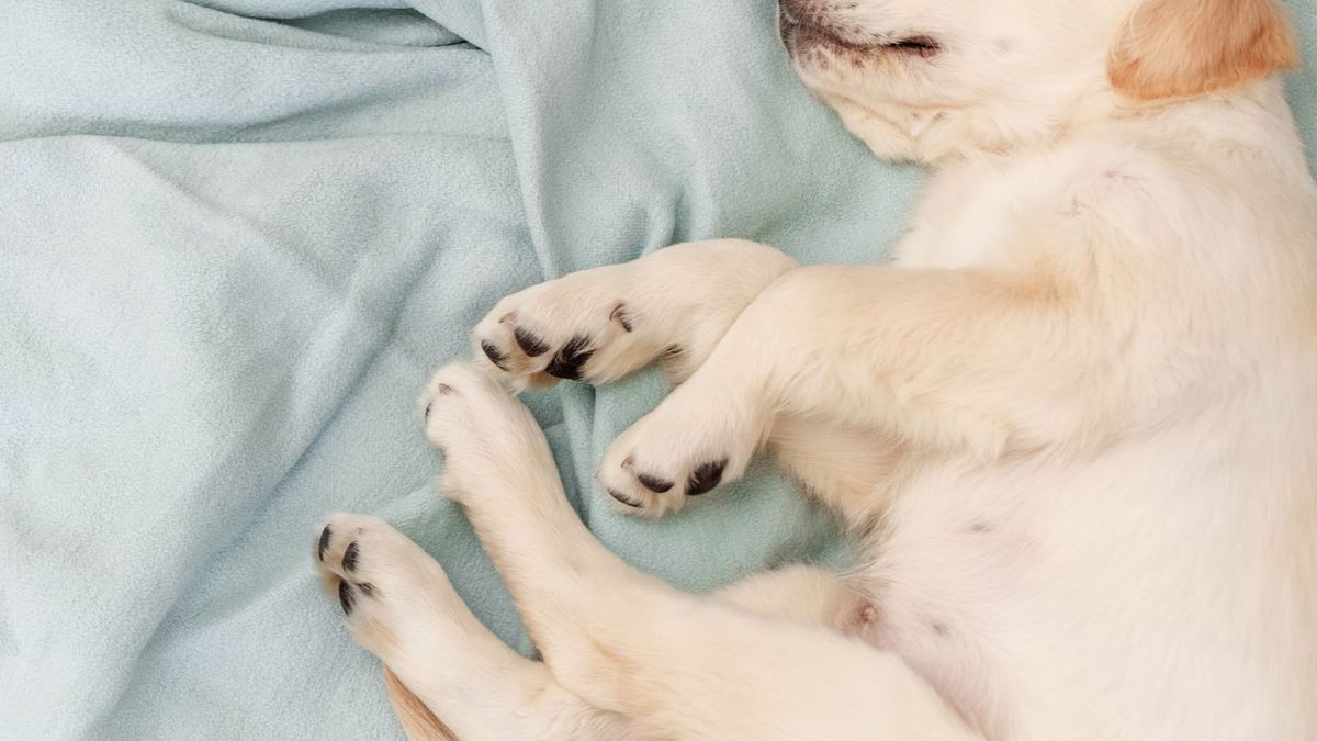 Cachorro de labrador