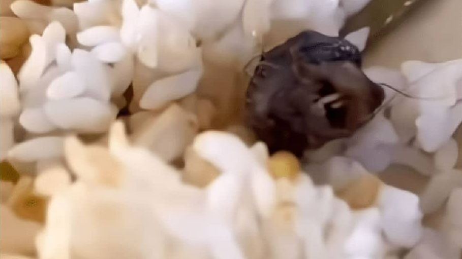 Encuentra la cabeza de una rata en su plato de comida