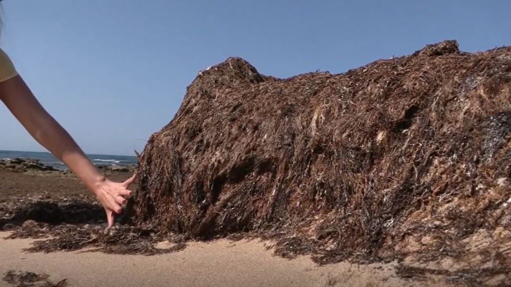 Las playas de Cádiz, cubiertas de un manto de algas invasoras: los montones miden más de tres palmos de alto