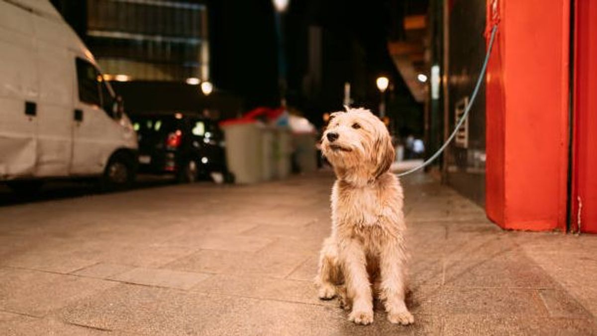 A veces, los dueños dejan a sus mascotas atados fuera para poder entrar a ciertos establecimientos