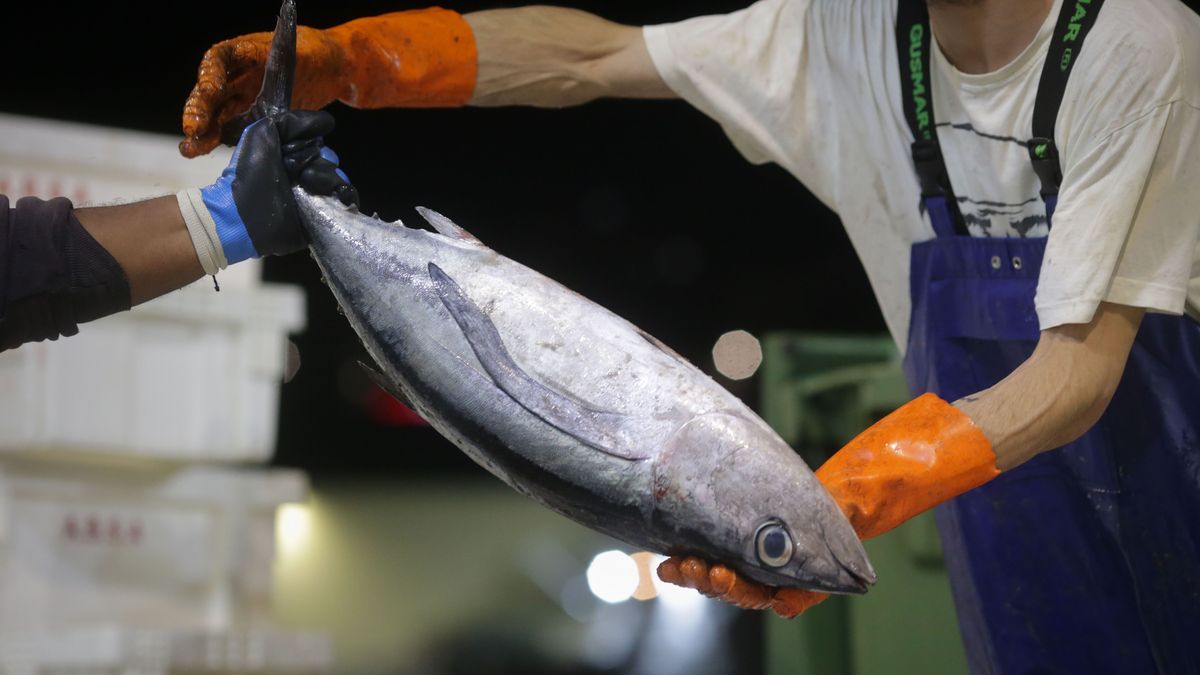 Burela, Lugo. El volantero Regino Jesús, con base en Puerto de Vega, descarga más de 6.000 kg de bonito procedente de las Islas Azores. La costera del bonito en Burela comenzó hace dos semanas y se prevé que continúe abierta hasta finales del verano. En las imágenes, los marineros del barco y los trabajadores de la lonja descargan las piezas del túnido, en la madrugada del jueves 15 de junio.