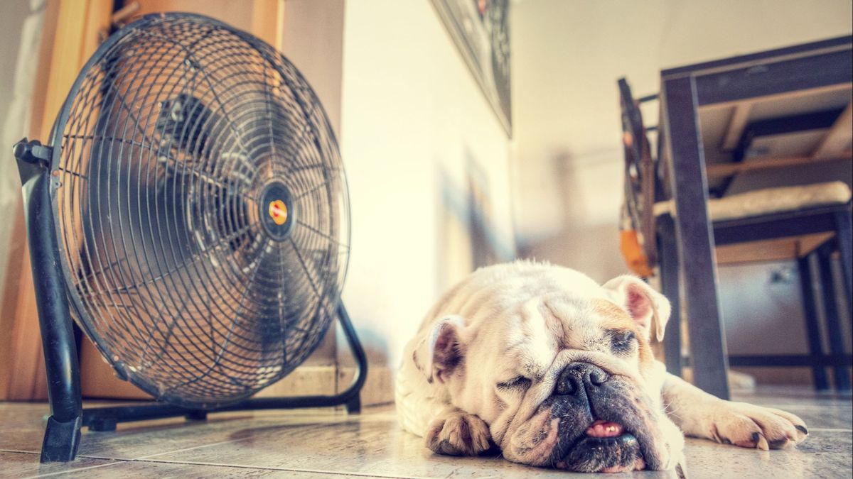 Calor de perros. Nuestras mascotas son tan vulnerables a los gopes de calor como nosotros.