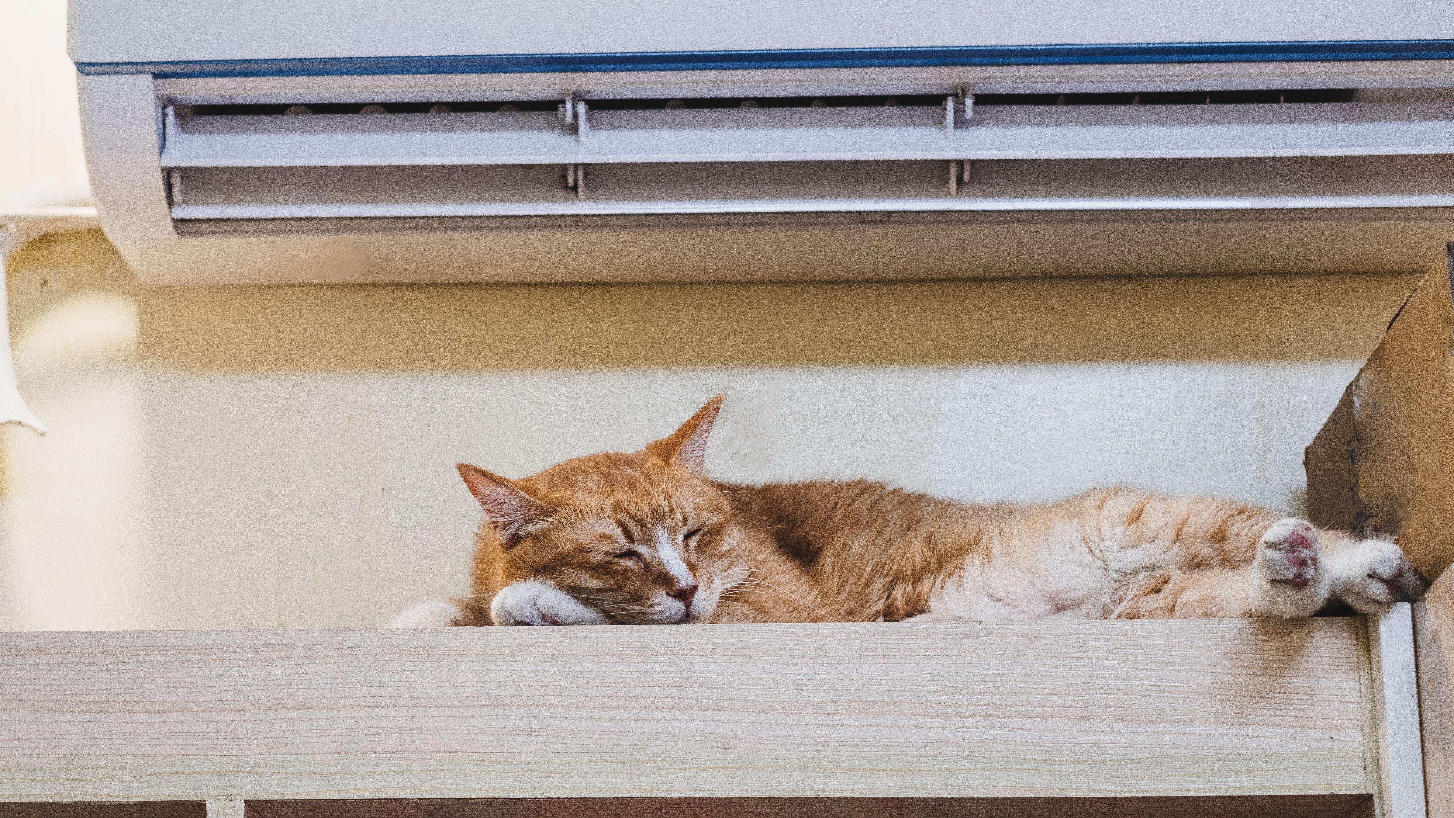 Los gatos mudan de pelaje en verano como mecanismo de defensa ante el calor.