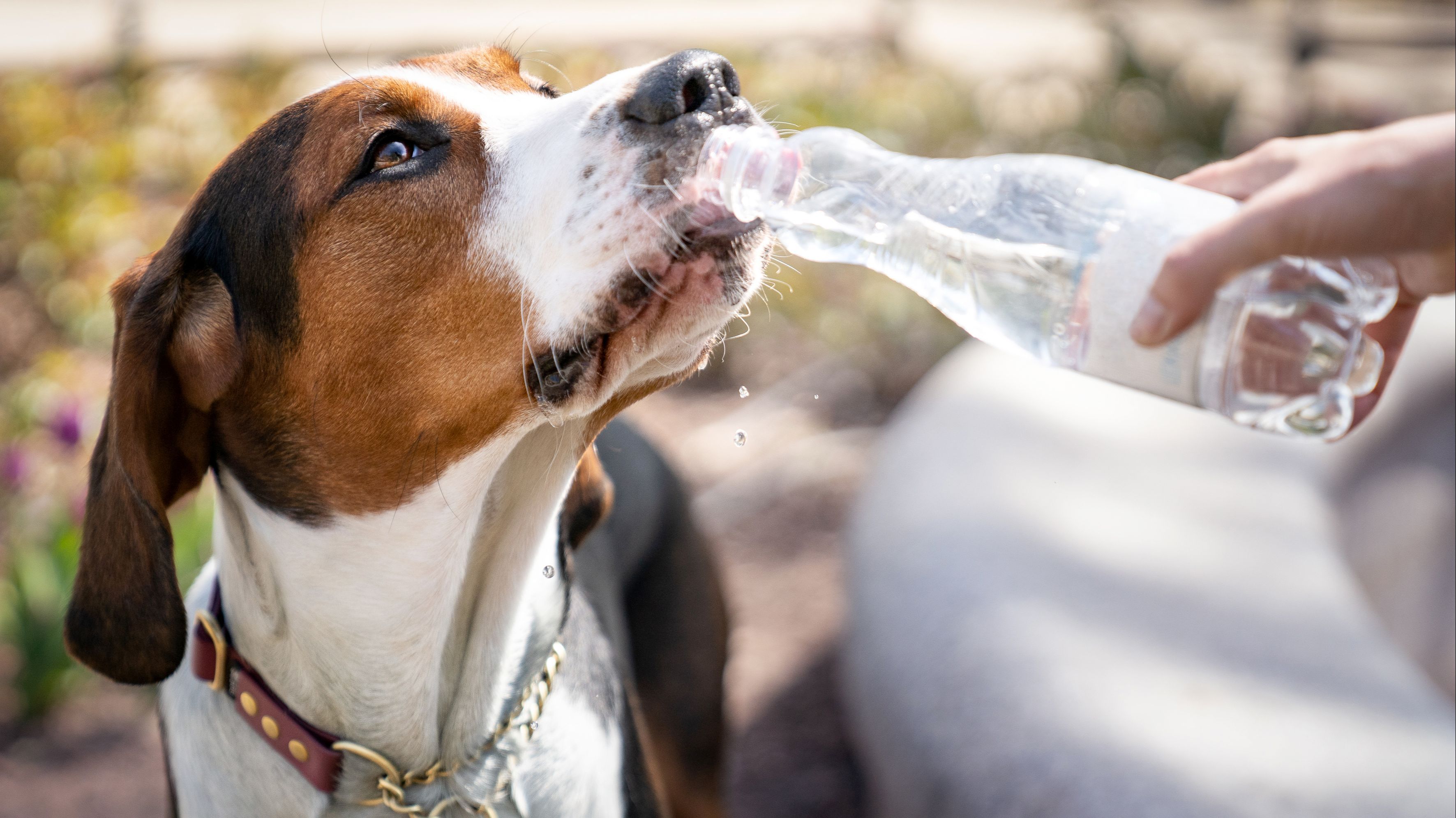 Los paseos diurnos son los momentos más peligrosos para las patas de las mascotas.