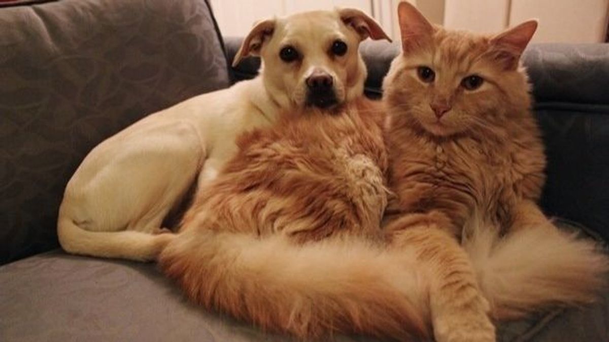 Imagen de archivo perro y gato