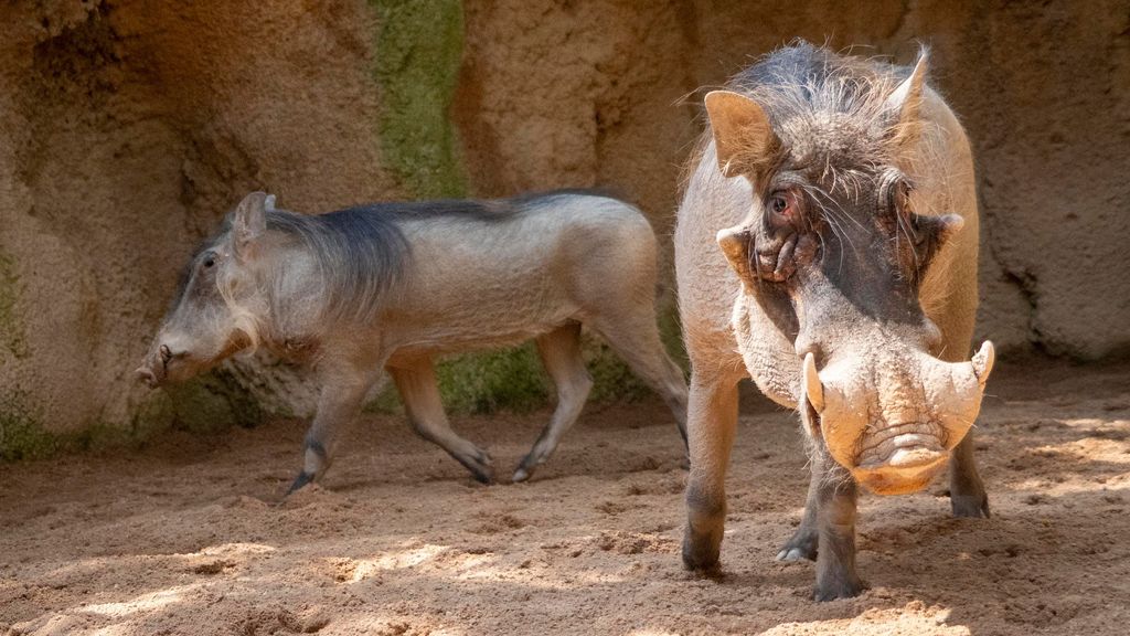 Julio 2023  Nueva pareja de facoqueros en BIOPARC Valencia 2