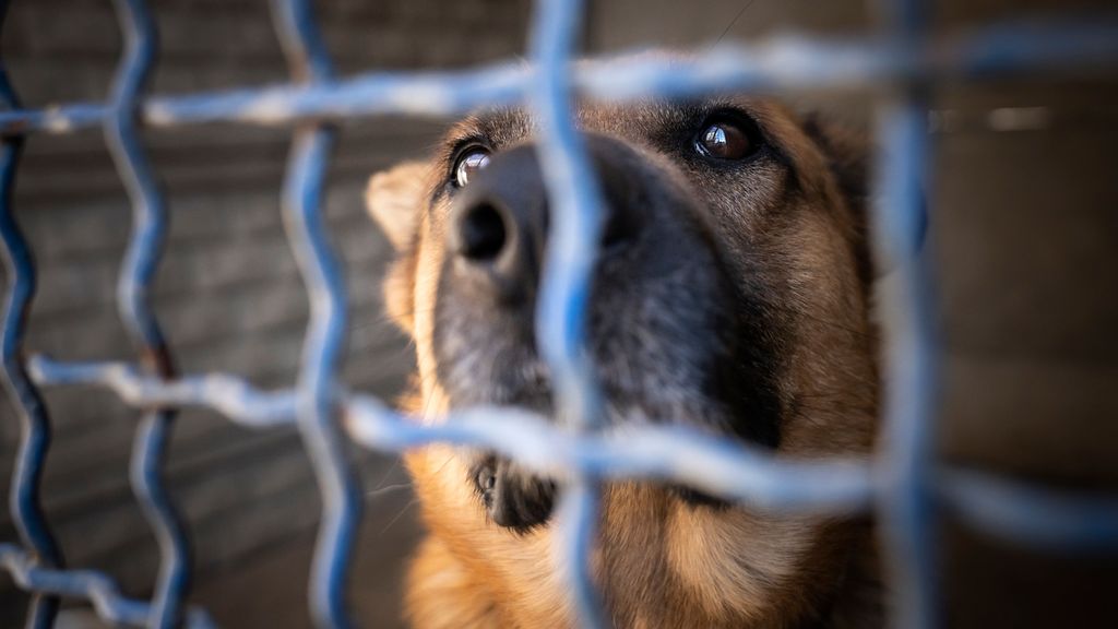 Los dos perros "potencialmente peligrosos" que atacaron a la anciana fallecida en Murcia no tenían vacunas, ni chip, ni documentación