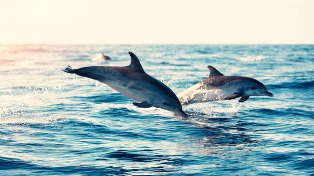 Delfines en su hábitat natural.