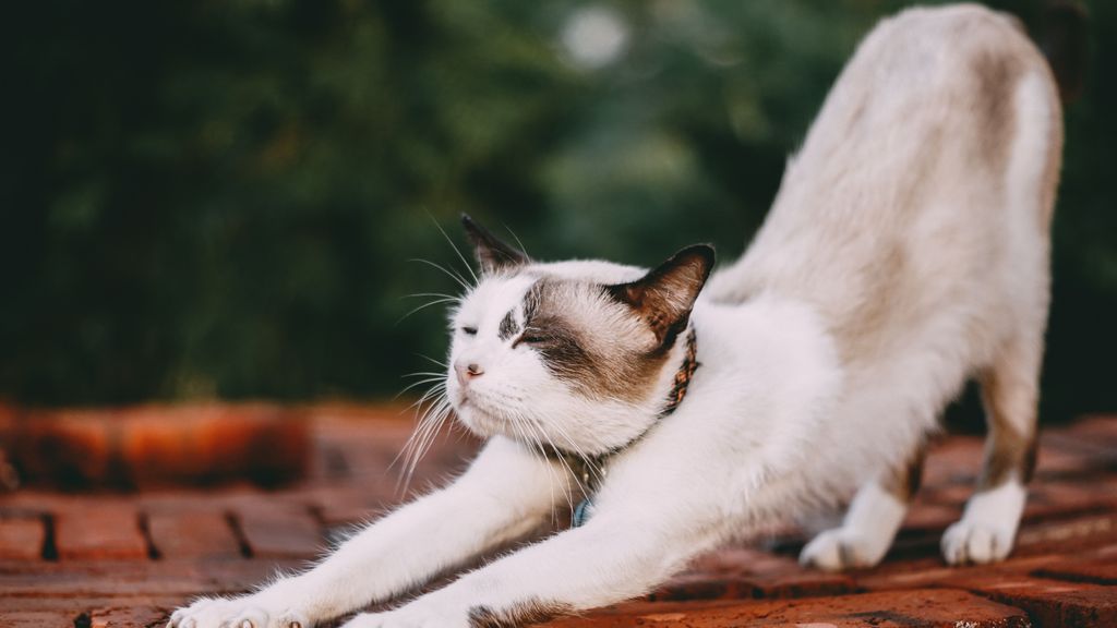 Estirarse es tremendamente beneficioso y placentero también para los animales