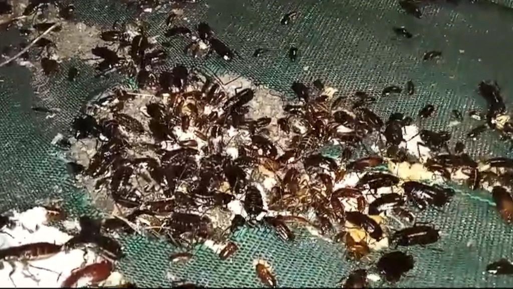 Plaga de cucarachas en Ortuella