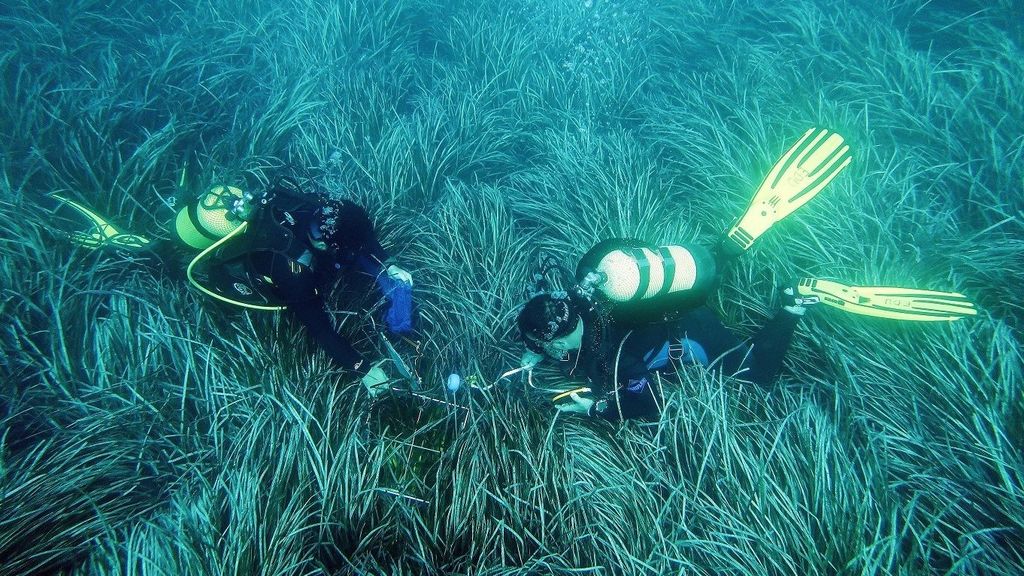 Posidonia