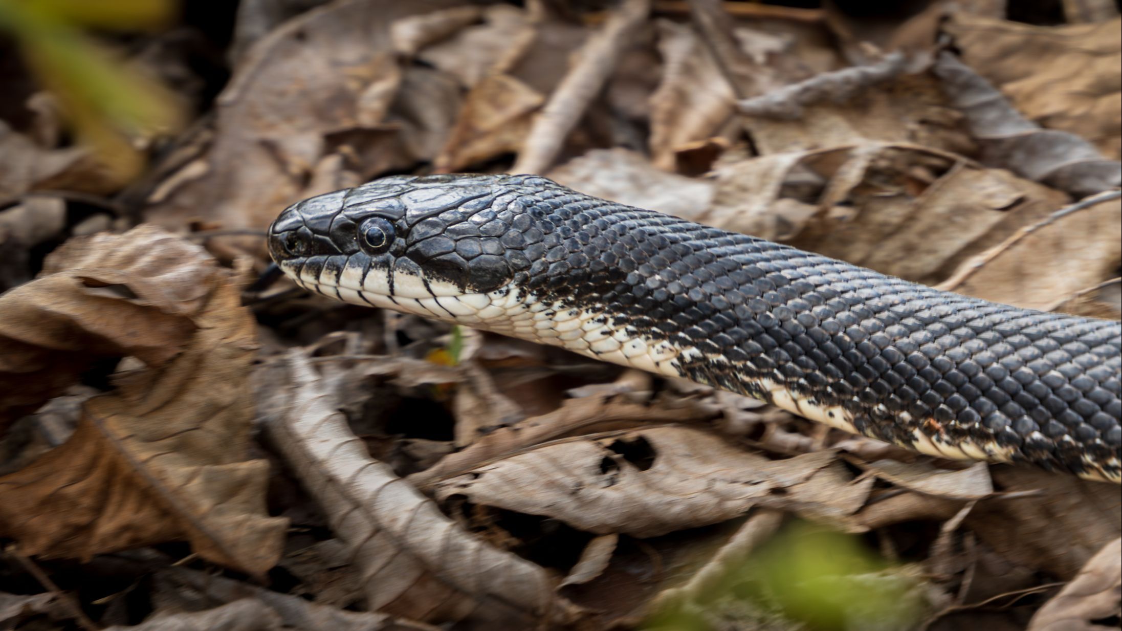 Dan el alta al menor de 14 años hospitalizado por la mordedura de una serpiente en Tendilla, Guadalajara