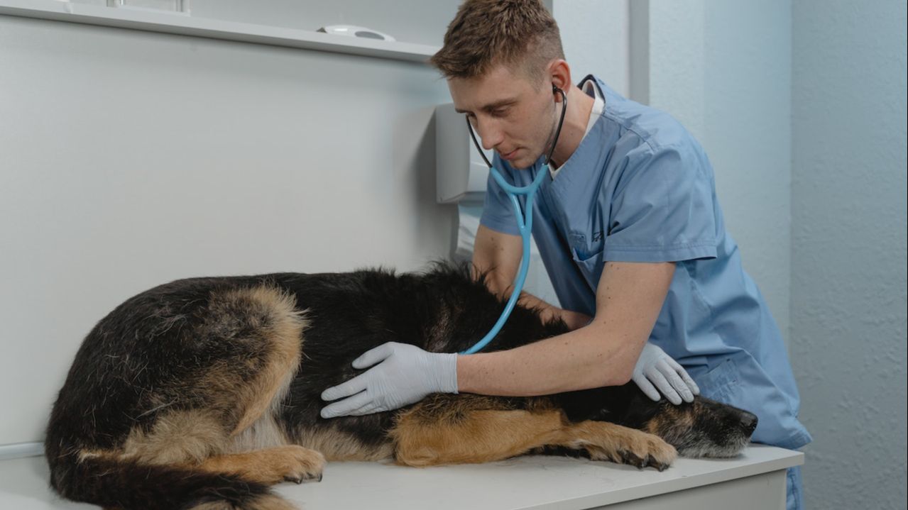 Los motivos de consulta veterinaria más comunes del verano