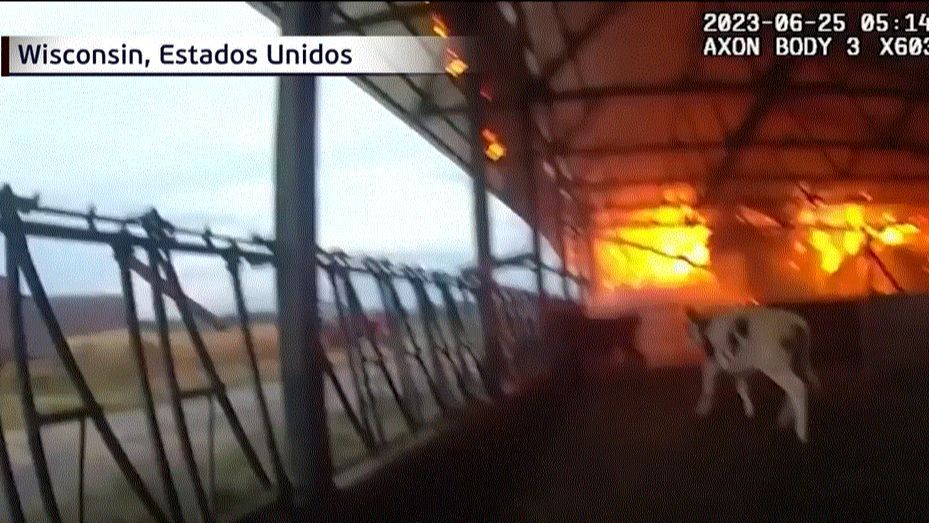 Rescate vacas incendio Wisconsin