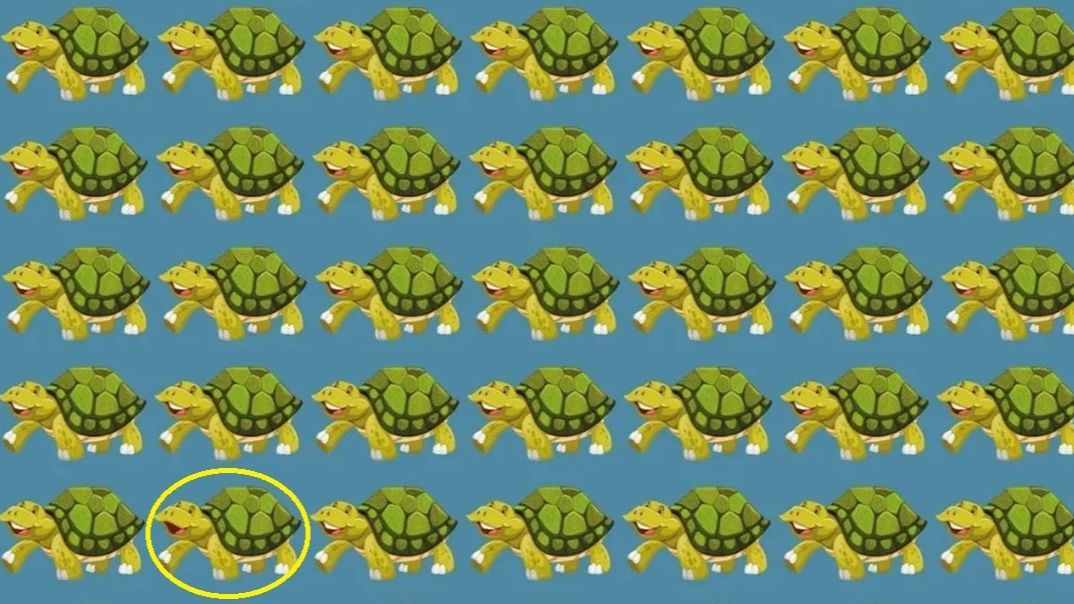 reto viral tortugas solucion