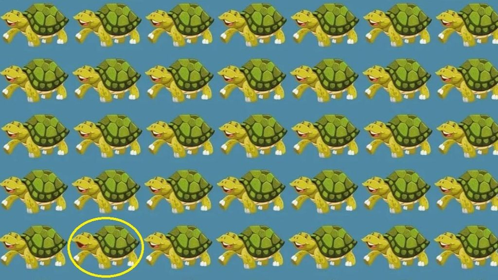 reto viral tortugas solucion