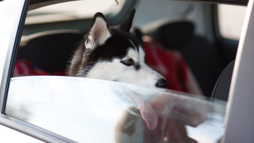 Viaja con tu perro por tierra