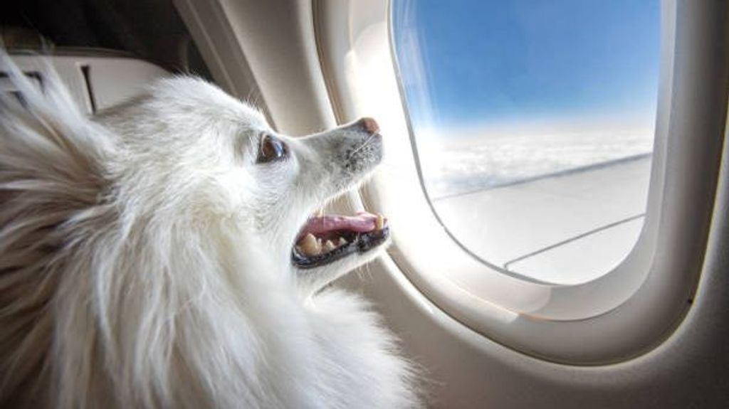 Viajar con tu perro por aire
