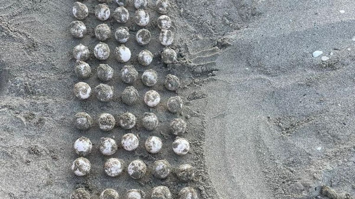 Huevos de la tortuga boba en la playa de Nueva Andalucía