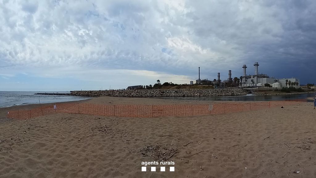 La playa acordonada en Sant Adrià del Besòs tras el hallazgo de un nido de chorlitejo chico