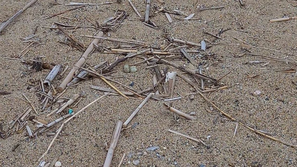 El chortilejo chico anida en la desembocadura del río Besòs