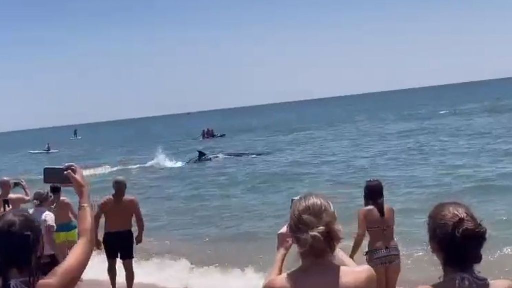 Una orca sorprende a los bañistas de una playa en Huelva