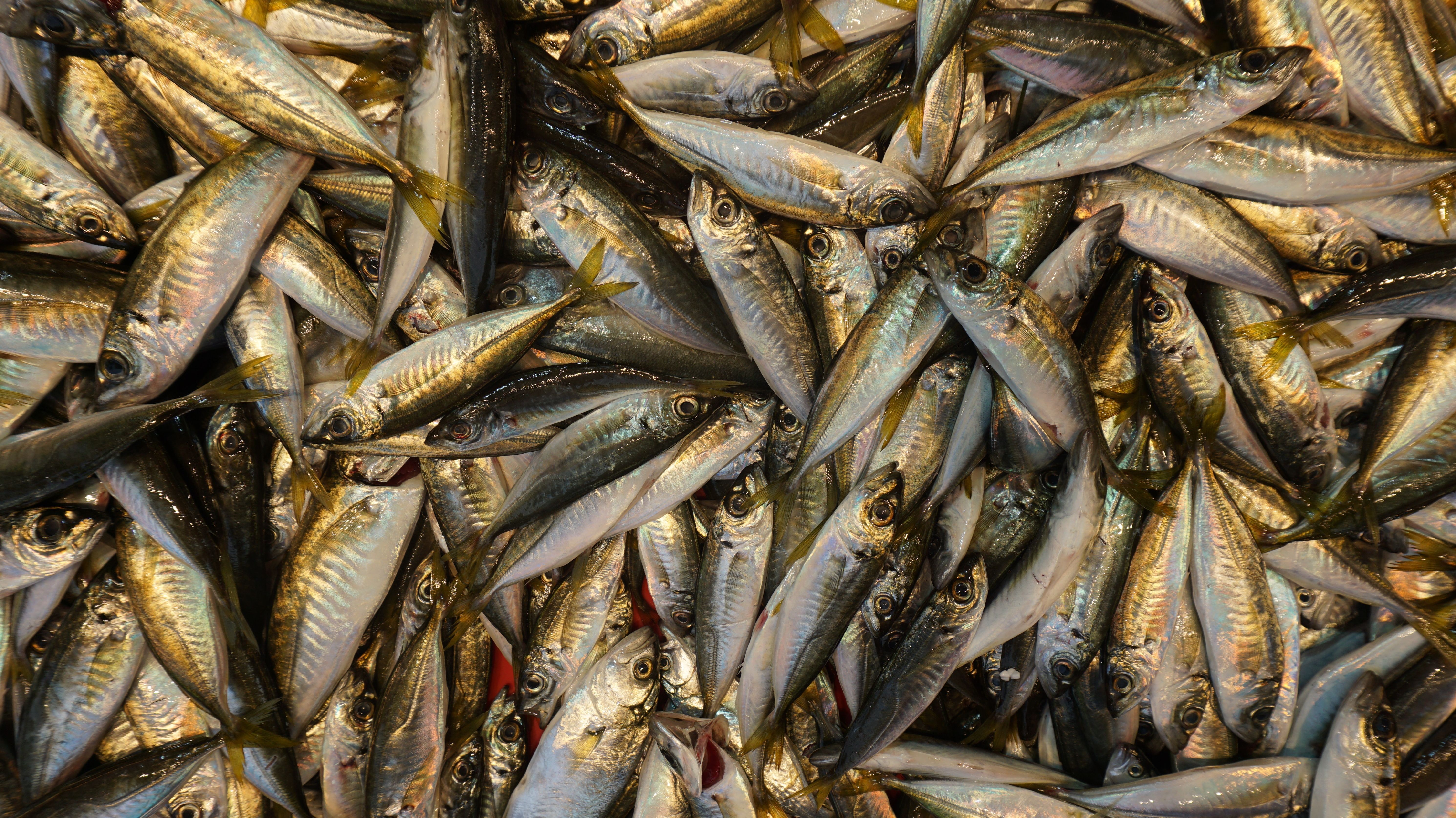 pexels levent yucelman 17070067