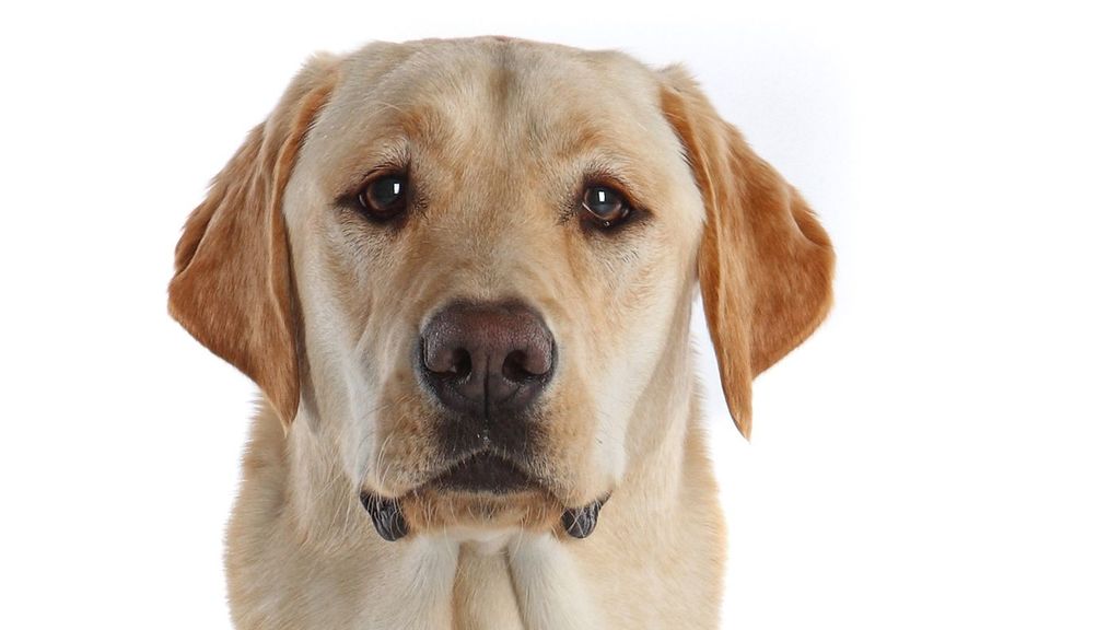 Un labrador retriever, en una imagen de archivo