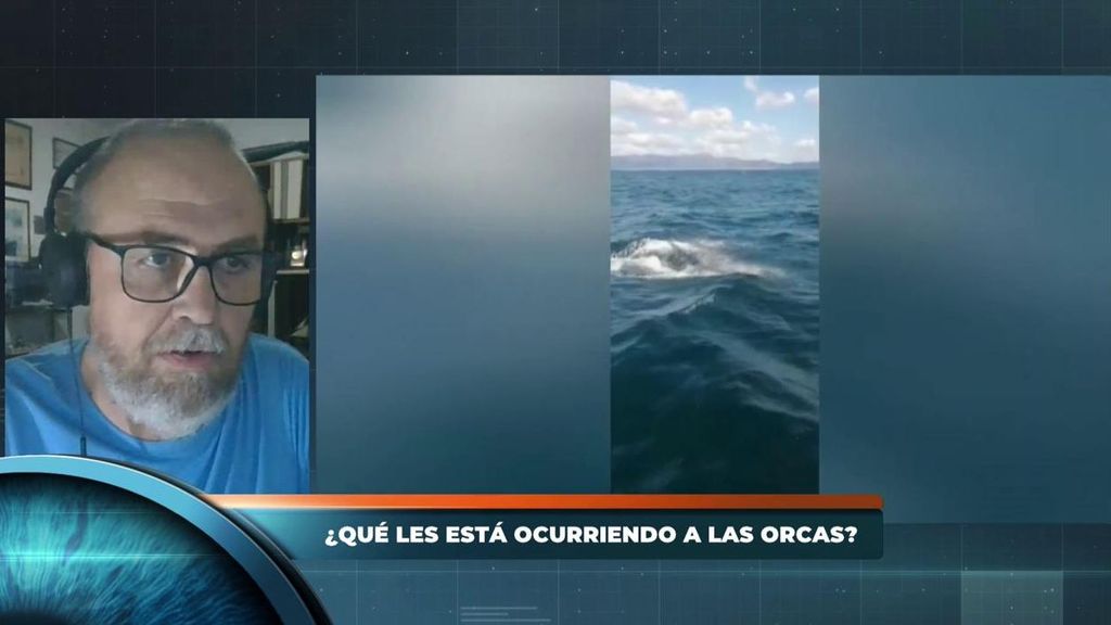 ¿Por qué atacan las orcas a los barcos españoles?