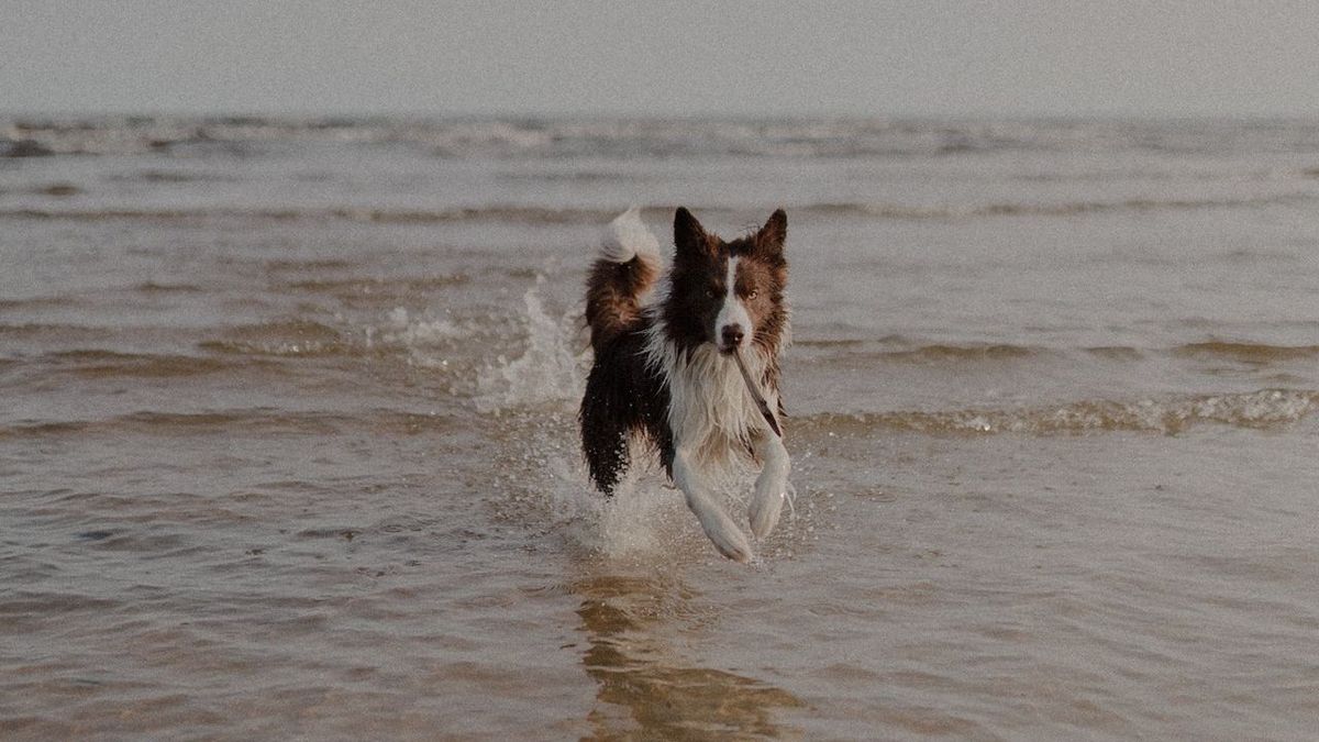 Cosas que hacer cuando se lleva un perro a la playa