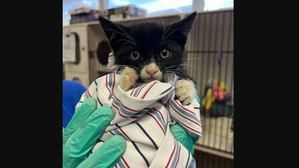 El ruego desesperado de la protectora de animales que salvó a una gata atrapada en el marco de un camión