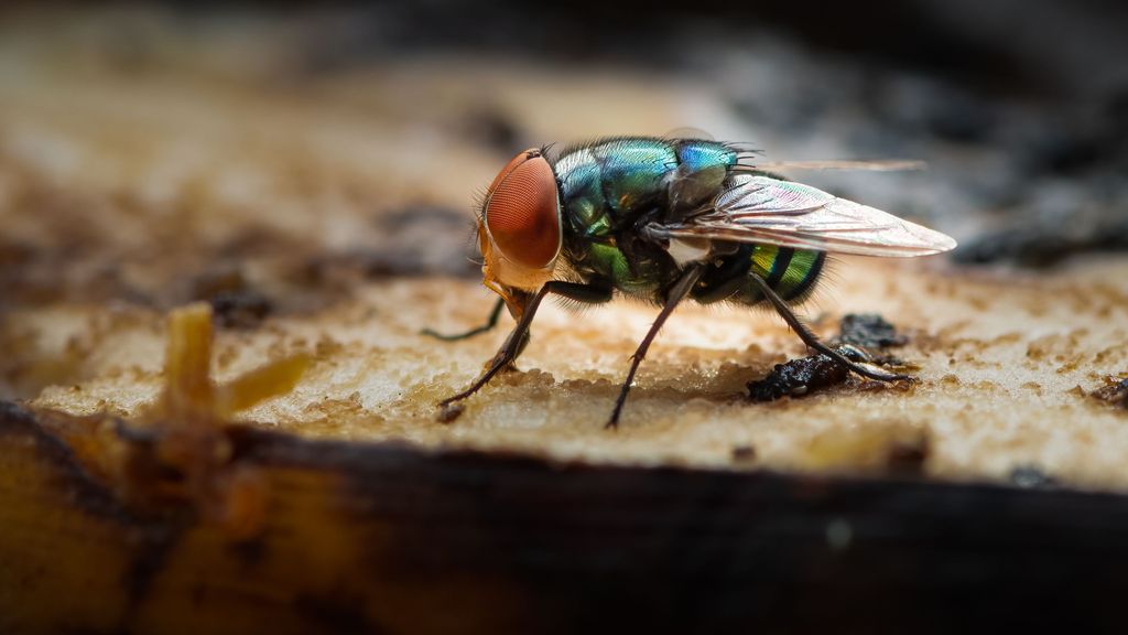 Impacto de la contaminación del aire en las poblaciones de insectos