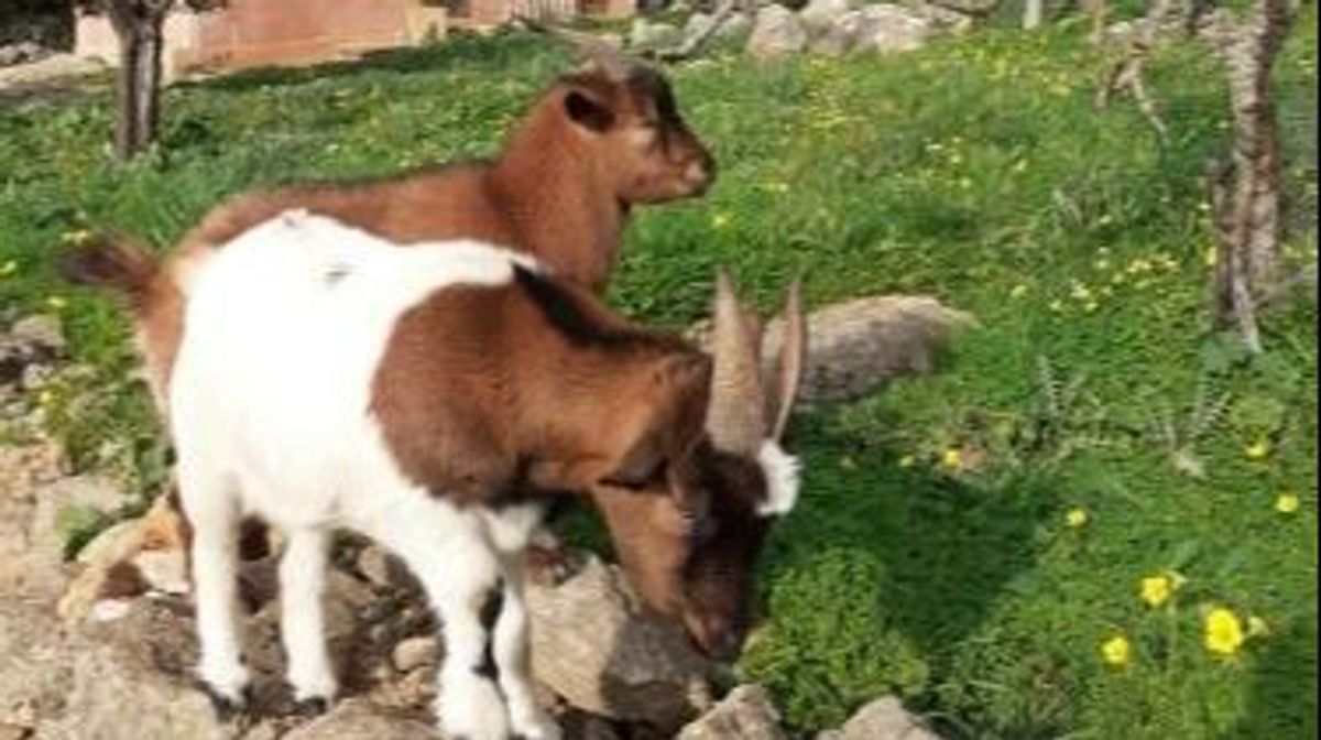 Un hombre ofrece 5.000 euros por encontrar a Joey y Tofu, sus dos cabras desaparecidas en Mallorca