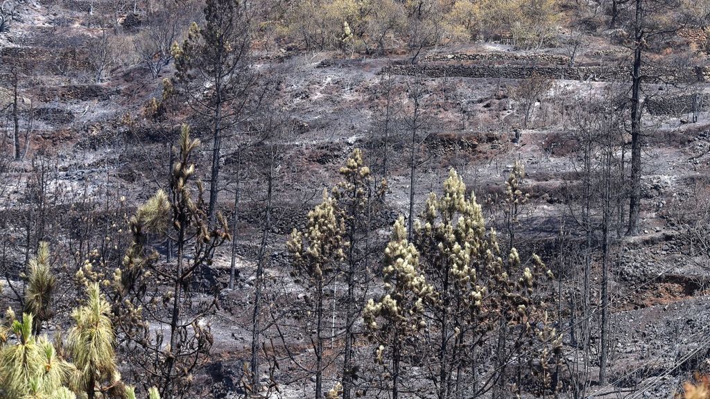 La quema de un contenedor, la posible causa del origen del fuego que ha arrasado 5.000 hectáreas en La Palma