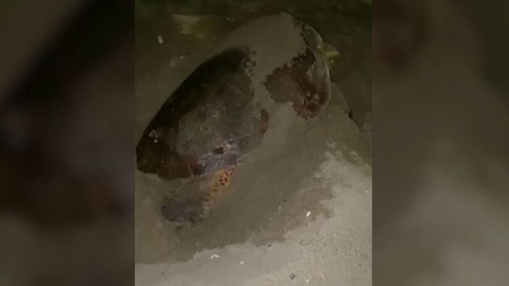 Una tortuga marina se refugia en una playa de Marbella: acababa de poner 69 huevos