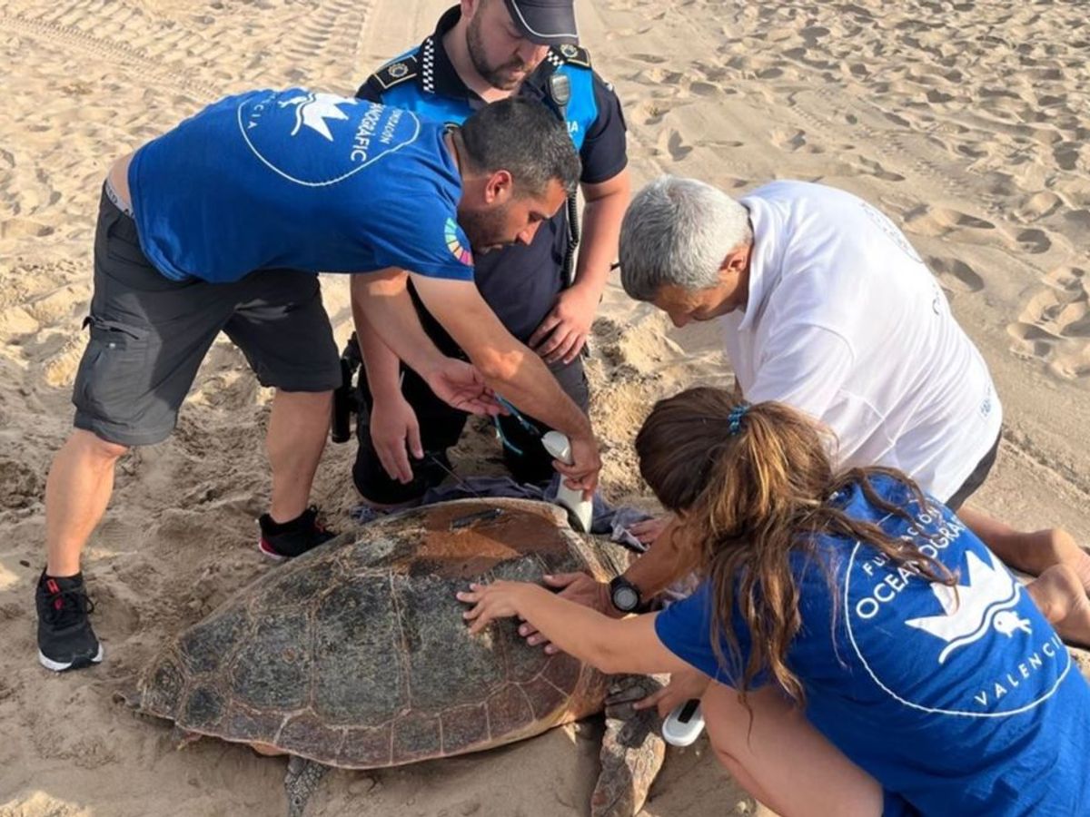 El calor del Mediterráneo afecta a las tortugas y su reproducción