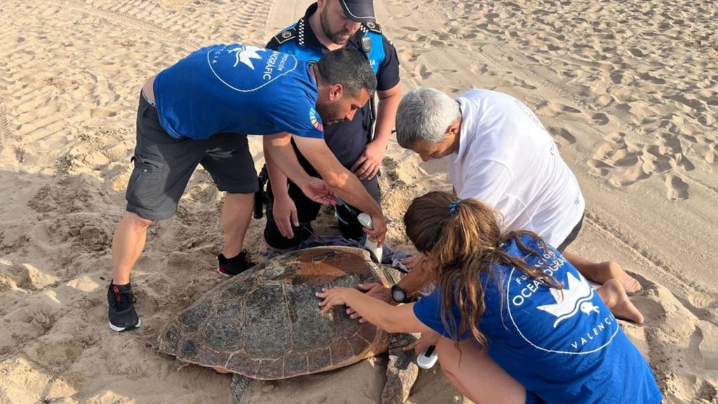 El calor de la arena de las playas mediterráneas dispara el nacimiento de tortugas hembra