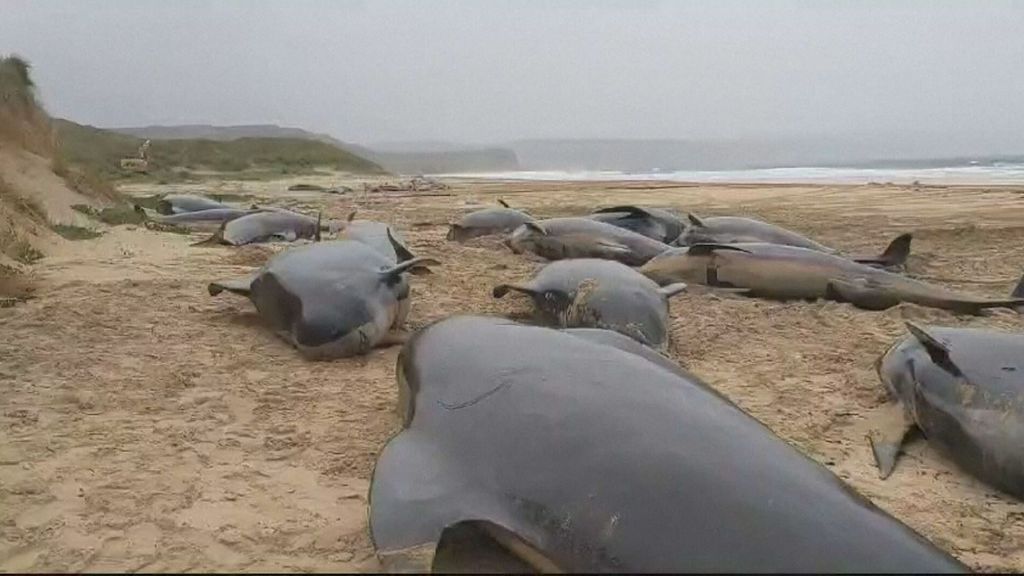 Muerte masiva de ballenas piloto en la isla de Lewis, Escocia