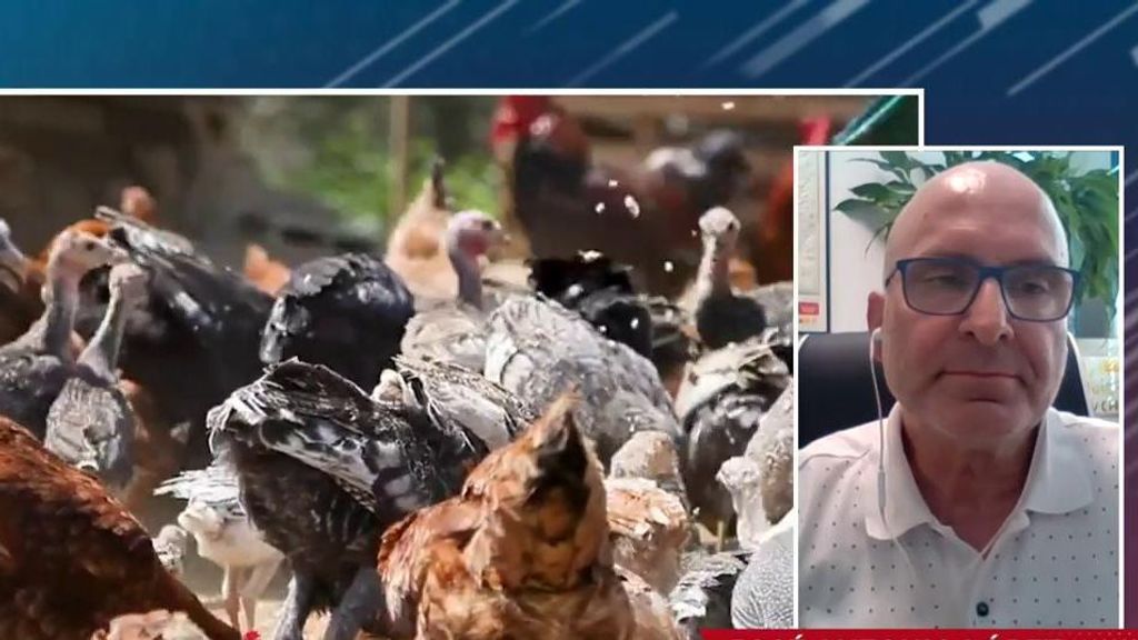 ¿Es preocupante la gripe aviar entre mamíferos?