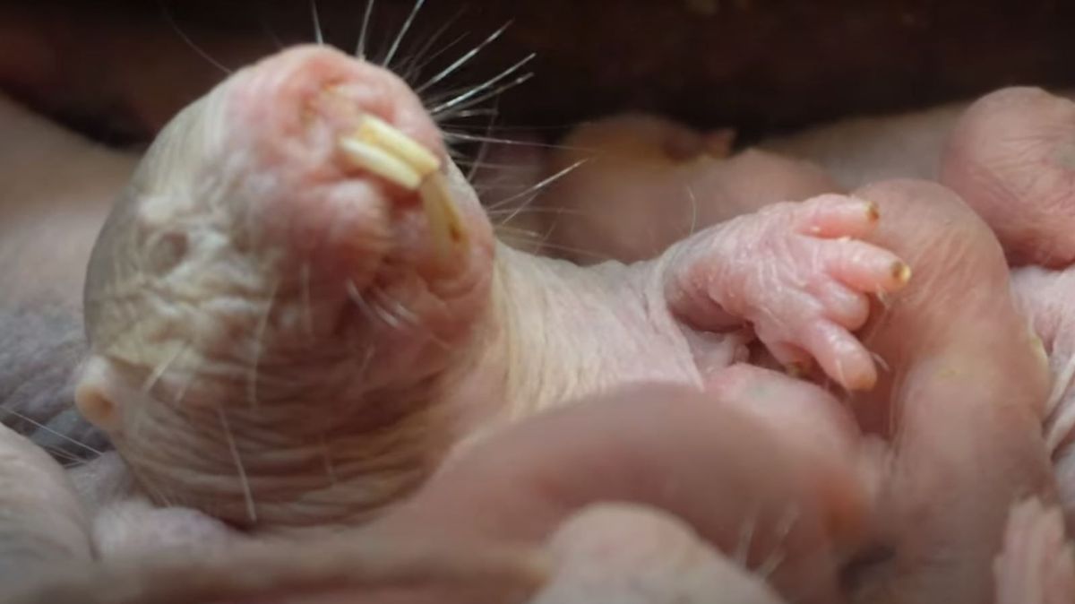 Nace una camada en Bioparc Valencia que es inmune al cáncer, no envejece y tiene una gran fertilidad