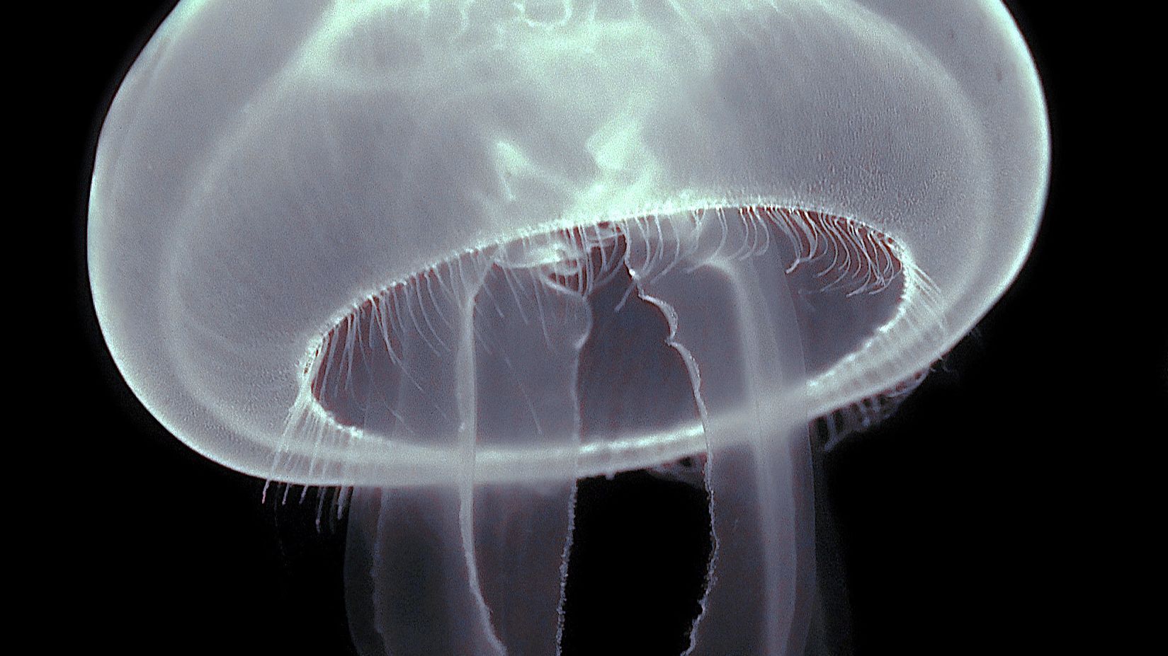 Aurelia aurita.