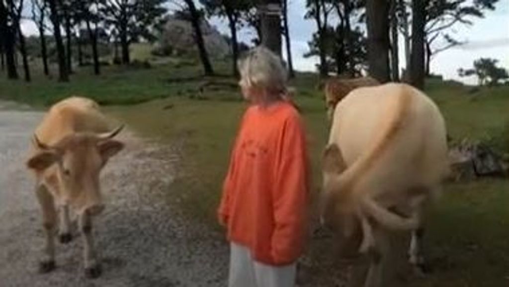 Tiktoker, 'corneada' y por los suelos al quererse hacer un selfi con unas vacas