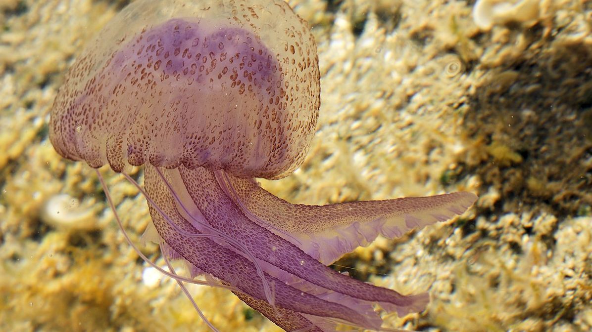Pelagia noctiluca.