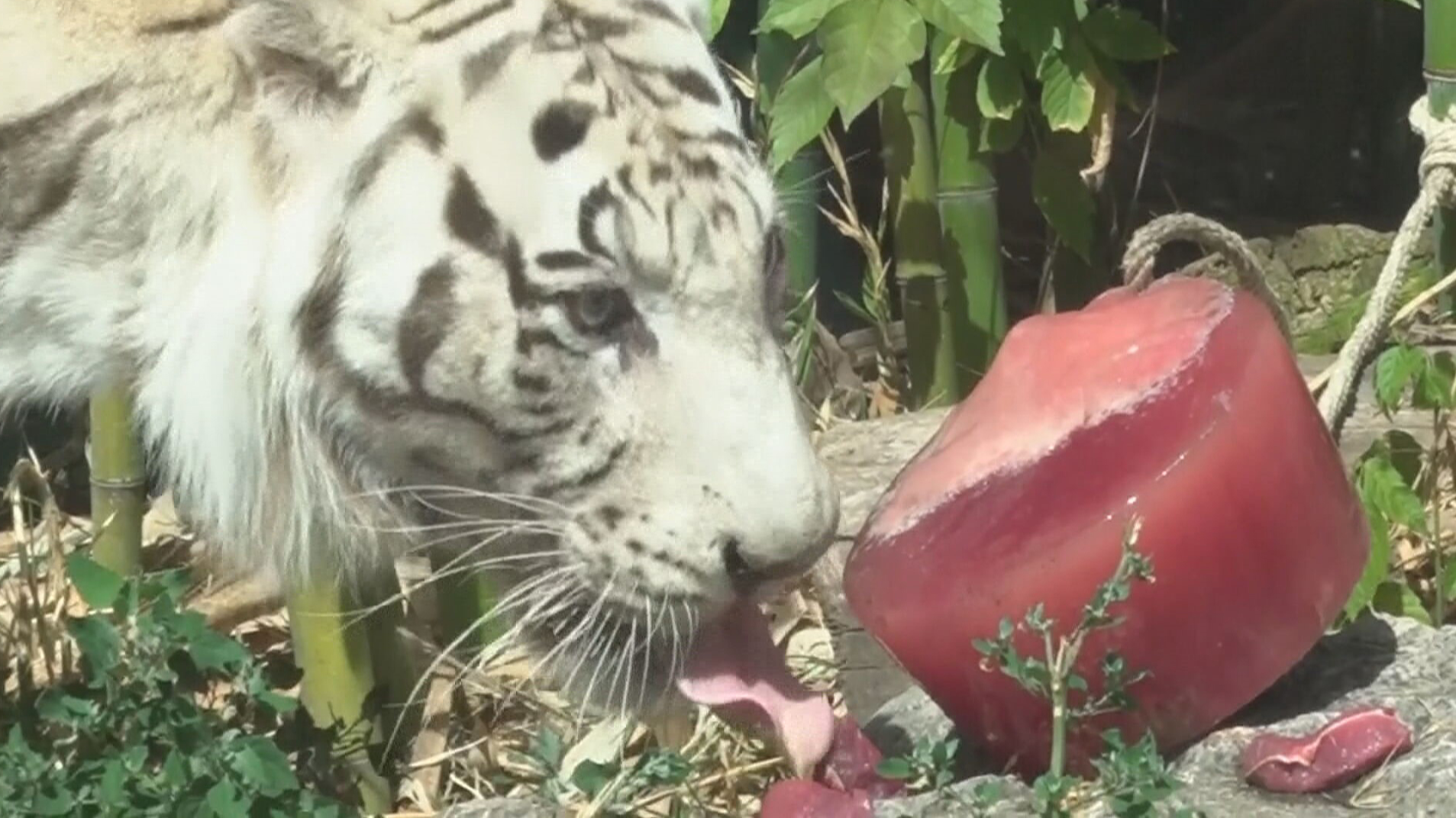 El zoo de Roma hace más llevadera la ola de calor a sus animales