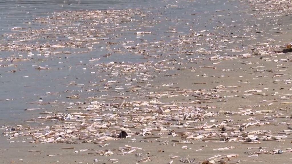 La playa de La Lanzada, en Pontevedra, se convierte en un cementerio de navajas