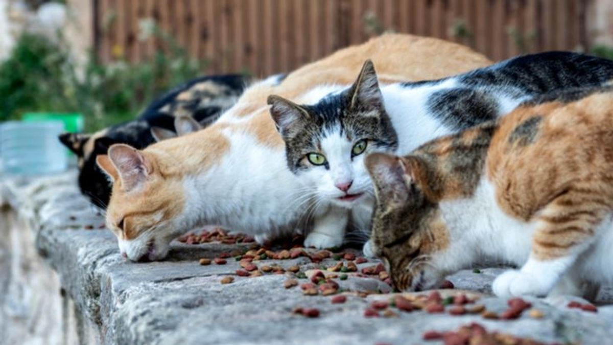 Los científicos alertan de un coronavirus felino que ha matado a 300.000 gatos en Chipre