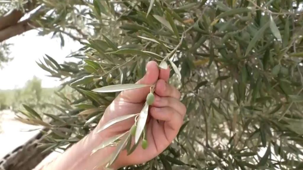 Nuevo estrago de la sequía: se dispara el precio del aceite de oliva