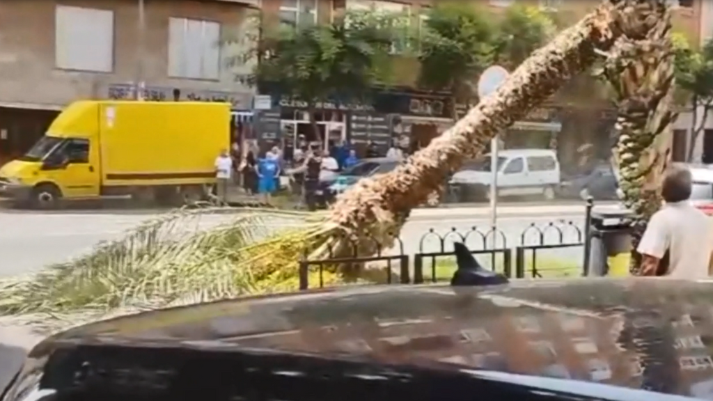 Derrumbe de una decena de palmeras por el calor en Alicante