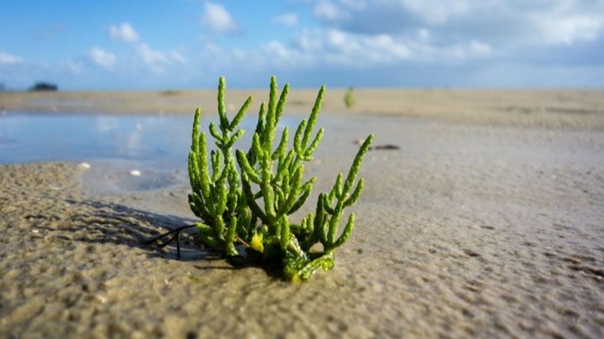 Salicornia, la planta marina que podría prevenir los ictus y que reduce el colesterol